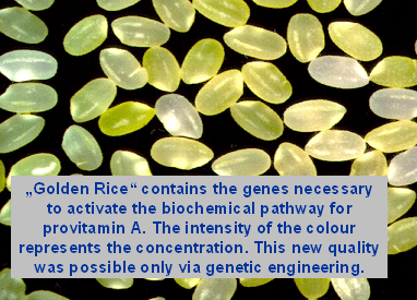 golden rice genetic engineering